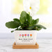 Personalised ceramic planter pot for Mother’s Day with custom name and message